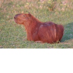 pro capybaras :)