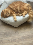 The orange tabby group
