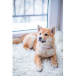CUTE DOGGOS for SALE