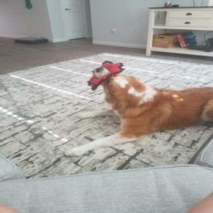 Cute Dog Roblox decal