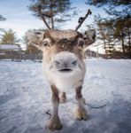 REINDEERS ARE REAL ANIMALS???