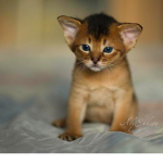 Cotton Kitties!!! :3