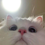 #catssquad!!!