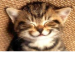Happy Kats:)