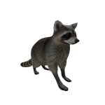 Raccoon Pet