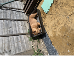 rubys dog group