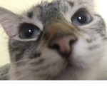 Therosita