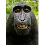 Monkey_gang_players