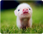 Extreme Piggys