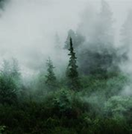 [ Whispers Of The Forest ]