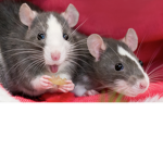 RATS HEHEHEHEHEHEHEHEHE