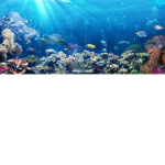 Ocean read