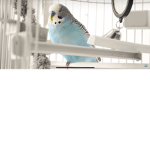 Rex the budgie army.