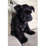 Toby Giveaway group