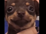 ᴄʜᴇʀʀʏ ʙʟᴏssᴏᴍs!!