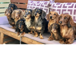 The Dachshund club