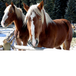 Horses!!!! (yt) Roblox group!!!