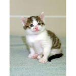 The little kitty clan