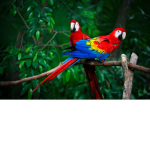 Parrotts Cool