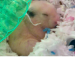 Sapphire:)