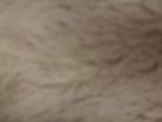 [{Teddy Bear}]