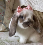 Luxurious Bunny