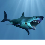 Megalodon Sharks