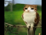 meowl appreciation group
