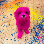 Pink-bare-dogs
