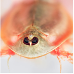 Tadpole shrimp empire