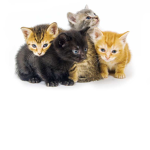 Kittens R US