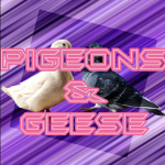 Pigeons and Geese