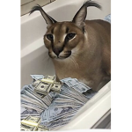 Join if you like cats ok