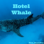 Hotel Whale