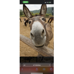 Donkeys are kings