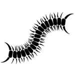 Worm 蟲 | Kaiso Official