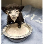 PORRIDGE CAT