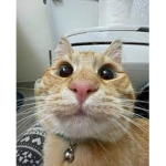 gato dudes