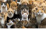 Cat gang officiall
