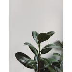 Plant Theatre