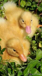Duckys are cool!!