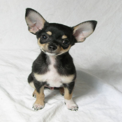 Cute Chihuahua <3 Roblox decal