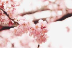 -+blossoms+-+-