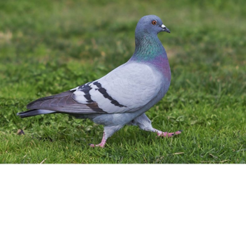 pigeon meme