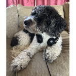 Cool Doggo Gamers