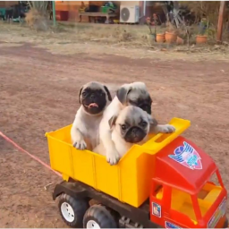 Cart Ride Into a Pug