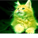 Toxic cats group