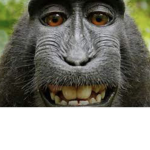 Praise the monkeys