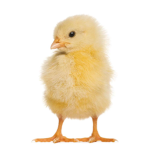 A fluffy little chick