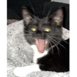 Dailydrama